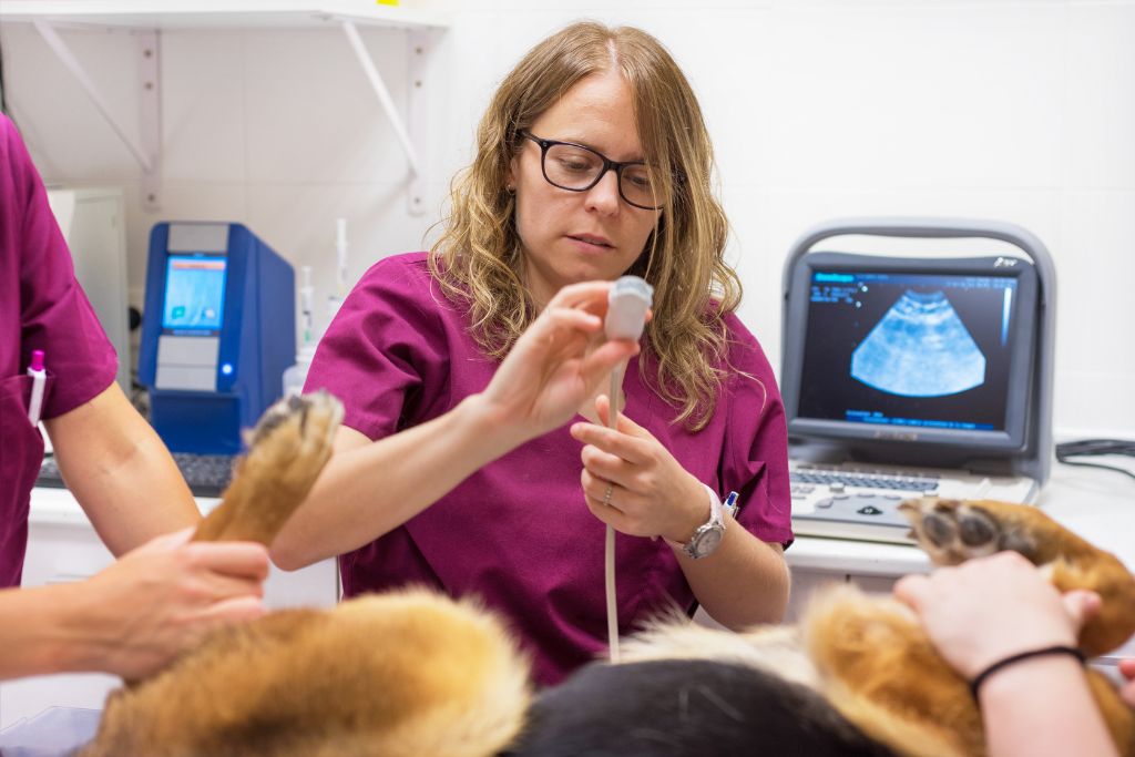 embarazo perro veterinario