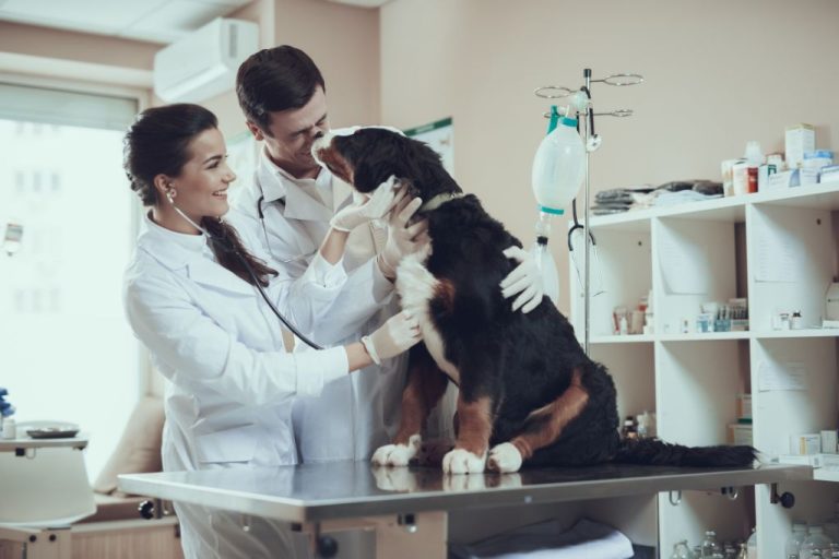 perro veterinario